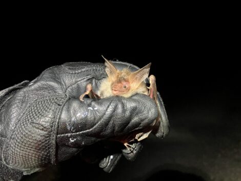 Bechsteinfledermaus: Seltene Jägerin der Nacht an der Bergstraße