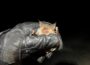 Bechsteinfledermaus: Seltene Jägerin der Nacht an der Bergstraße