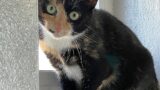 Katzendame Fenja sucht ein ruhiges Zuhause
