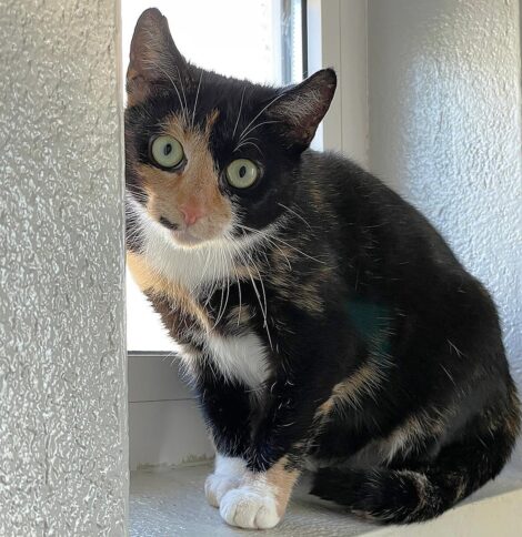 Katzendame Fenja sucht ein ruhiges Zuhause