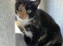 Katzendame Fenja sucht ein ruhiges Zuhause