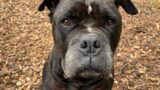 Tom-Tatze-Tierheim sucht ein Zuhause für Old English Bulldog Jackson