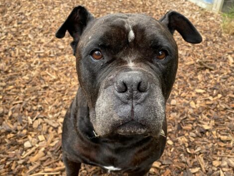 Tom-Tatze-Tierheim sucht ein Zuhause für Old English Bulldog Jackson