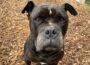 Tom-Tatze-Tierheim sucht ein Zuhause für Old English Bulldog Jackson