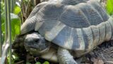 Zwei Schildkröten kurz vor der Winterruhe ausgesetzt?