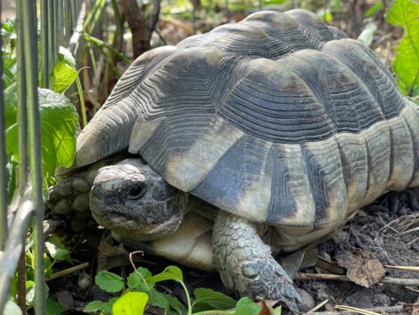 Zwei Schildkröten kurz vor der Winterruhe ausgesetzt?