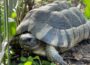 Zwei Schildkröten kurz vor der Winterruhe ausgesetzt?
