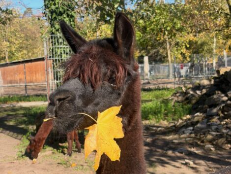 Herbststimmung im Tierpark Walldorf: Lama Korbin probiert den Herbst