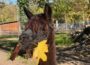 Herbststimmung im Tierpark Walldorf: Lama Korbin probiert den Herbst