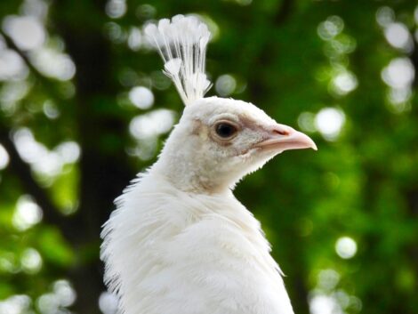 Tierpark Walldorf stellt leuzistischen Pfau Joshi vor