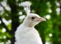 Tierpark Walldorf stellt leuzistischen Pfau Joshi vor
