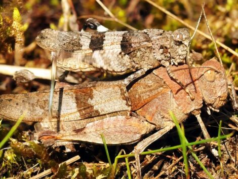 Blauflügelige Ödlandschrecke in Nußloch entdeckt